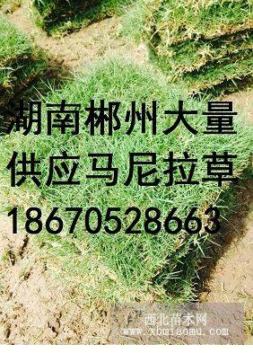 江西马尼拉草皮图片