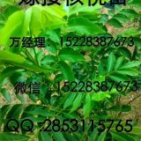 云南麗江種植核桃苗具有哪些優(yōu)點(diǎn)