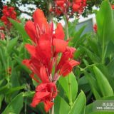 紅花美人蕉價(jià)格