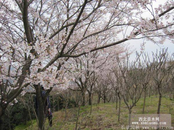 日本樱花