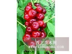 農(nóng)大8號鈣果樹苗++農(nóng)大8號鈣果樹苗++8號鈣果苗