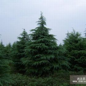 苗圃出售雪松價格