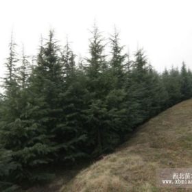 大雪松價格，雪松樹價格，雪松苗價格