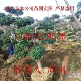 造型鴻運(yùn)果、造型枸骨、無(wú)刺枸骨、綠化苗木基地、蘇州綠化苗木