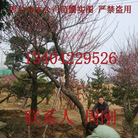 苏州梅花树苗圃基地、光福香雪海梅花、别墅绿化苗木、大型梅花园