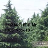 南京雪松樹報價發(fā)布/4米雪松**苗供價參考