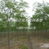 大量低價供應(yīng)櫸樹小苗基地信息更新