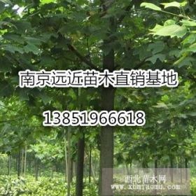 南京马褂木价格信息表  购买12公分马褂木报价