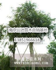 发布10--25公分丛生朴树装车价格详情