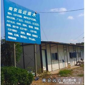 南京市场供应50公分高广玉兰小苗多少钱一棵