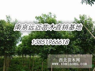 咨詢供應(yīng)桂花樹基地直銷價(jià)格行情