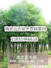 移栽香樟求購信息/全冠香樟價(jià)格表