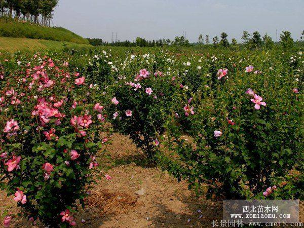 紅花木槿