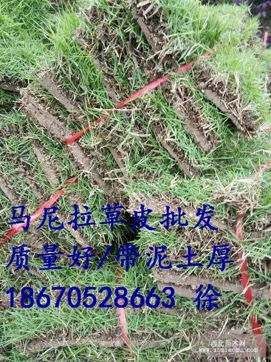 馬尼拉草皮價格