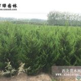 出新2米工程苗龙柏价格详细行情公布