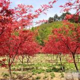 日本紅楓三季紅