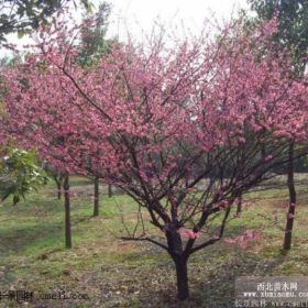 骨里红梅花_骨里红梅花价格