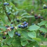 出售优质奥尼尔蓝莓1年生奥尼尔蓝莓苗  山东奥尼尔蓝莓树价格