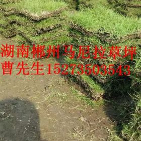 衡阳草皮价格 邵阳马尼拉草皮 张家界绿化草坪