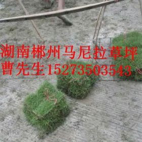 江西马尼拉草皮价格