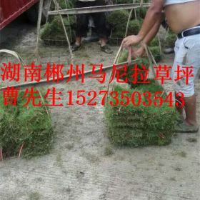 南昌马尼拉草皮价格-九江草坪