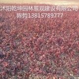 供應(yīng)扶芳藤，紅王子錦帶，紅葉石楠