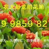 150CM龍船花