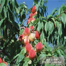  出售占地桃樹苗，優(yōu)質(zhì)桃樹苗，基地銷售桃樹苗