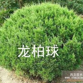 供应龙柏球｜山东龙柏球｜济南龙柏球种植商