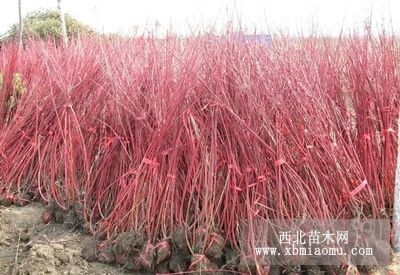 红瑞木 红瑞木基地 红瑞木报价