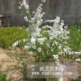 珍珠绣线菊 珍珠绣线菊基地 珍珠绣线菊报价