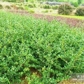 龜甲冬青  龜甲冬青苗冬青球 園林綠化 小區(qū)綠化