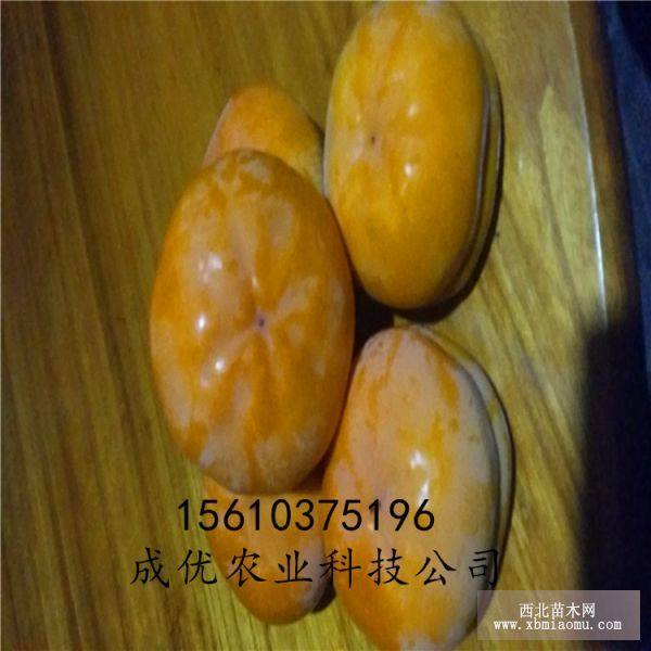 柿子樹(shù)苗