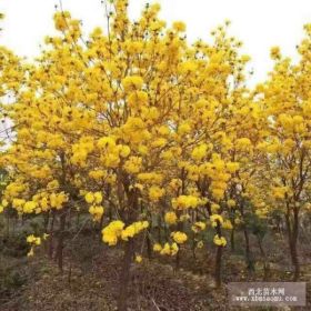 蓝花楹、黄花风铃木、黄花槐等等绿化苗木