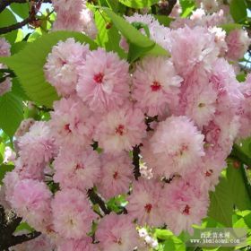 樱花苗价格 樱花苗基地 樱花苗图片