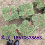 郴州草坪報價 馬尼拉草坪批發(fā)