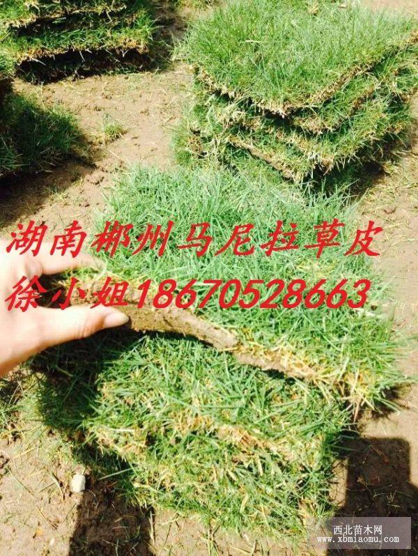 马尼拉草皮