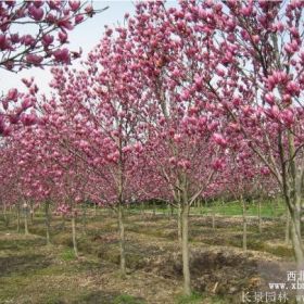 紫玉兰价格_紫玉兰图片_紫玉兰产地_紫玉兰绿化苗木苗圃基地