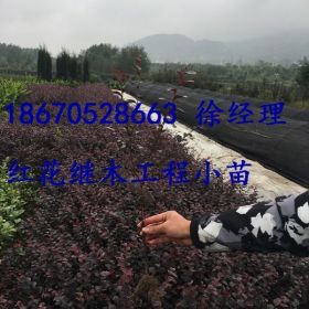 红花继木 湖南红花继木价格/大量批发红花继木基地