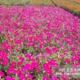 大同草花種植基地  草花質(zhì)量、價格