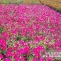 大同草花種植基地  草花質(zhì)量、價(jià)格