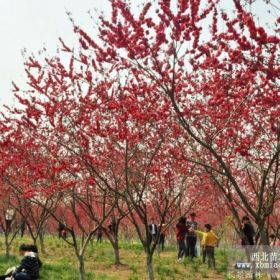 红梅价格_红梅图片_红梅产地_红梅绿化苗木苗圃基地