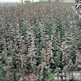 基地批发高度40-80公分的胶东卫矛，胶东卫矛球等