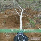 核桃树裸跟价格 早实核桃树苗价格/十公分核桃树基地价格