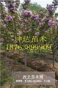 4公分樱花5公分樱花6公分樱花价格樱花树苗价格