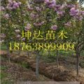 4公分櫻花5公分櫻花6公分櫻花價(jià)格櫻花樹苗價(jià)格