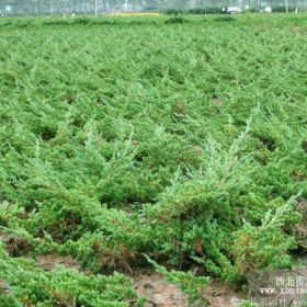 地柏价格_地柏图片_地柏产地_地柏绿化苗木苗圃基地产地