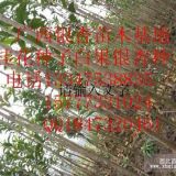 桂花小苗-貴州桂花小苗-貴州桂花苗-貴陽(yáng)桂花小苗