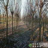 基地直銷(xiāo)1-15公分的紫葉李、紅葉李