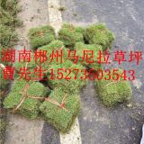 福州绿化草皮多少钱一平方